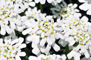 White flowers blooming, in spring, in the italian garden