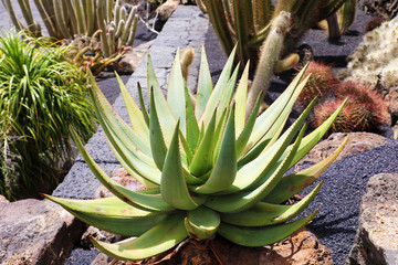 Obraz premium Aloe vera and tropical cactus plants in the Jardin de Cactus in Guatiza village, Lanzarote, Canary Islands