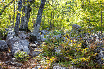 Yalta mountain forest natural reserve. Forest on Mount Ai-Petri. The south coast of Crimea
