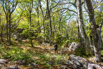 Yalta mountain forest natural reserve. Forest on Mount Ai-Petri. The south coast of Crimea
