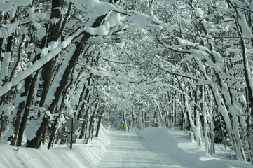 Snow Covered Road with Canopy of Snow Covered Trees in the Upper Peninsula of Michigan - obrazy, fototapety, plakaty