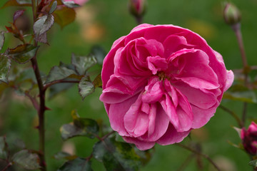 Alte Rosen Sorte in voller Blüte