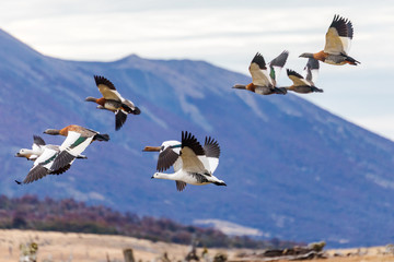 Flying upland geese in Patagonia