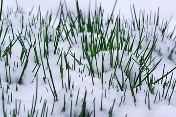 雪面から飛び出したネギ