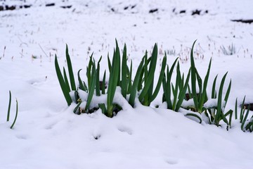 雪面から飛び出したネギ