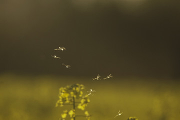 Fototapeta premium Mücken Sommer