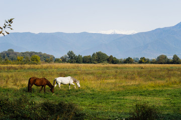 warm summer weather, a green valley and endless meadows, grazing horses