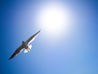 青空とカモメ