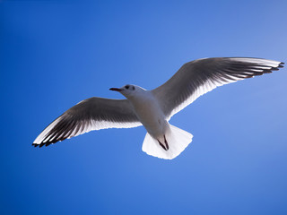 Obraz premium 青空とカモメ