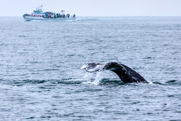 Whale Watching in Southern California © ronniechua