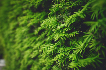 Closeup of a fir needle hedge