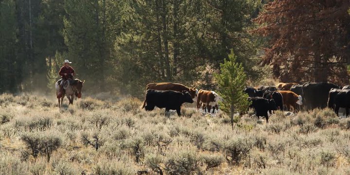 Cowboy herding cattle on edge of forest