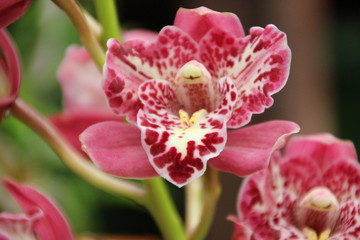 Pink orchid 
