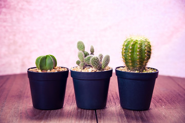 cactus on wood Still Life , Three Cactus Plants on Vintage Wood pink blackground Texture