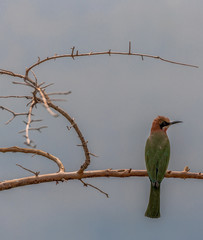 Green, Orange, and White Plumage on  a Chestnut Crested Bee Eater on a Branch