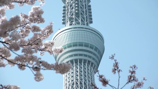 TOKYO,  JAPAN - CIRCA APRIL 2018 :  Tower and CHERRY BLOSSOM.