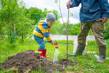 the little boy in the garden, watering the tree planted by strands of sapling from a hose, 