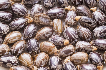 Castor oil and seeds, Ricinus communis
