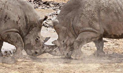 Two large rhinos aggressively fighting each other in the mud © Ian