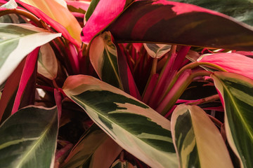 Bright houseplant.