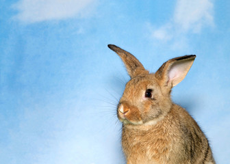 Obraz premium Portrait of an adorable brown baby bunny looking to viewers left, blue background sky with clouds