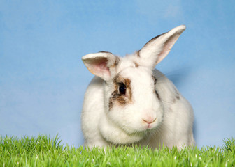 Portrait of an adorable white spotted mother bunny looking to viewers right, standing behind green grass with blue background, sky with clouds. Copy space.