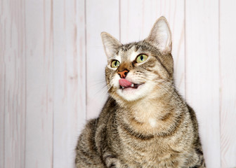Portrait of a tabby cat comically with tongue sticking out looking up to viewers left, wood paneling background.