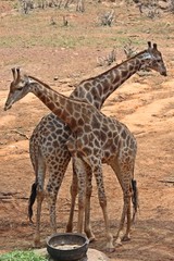 Animals,  they are in Thai zoo,  Thailand Asia.