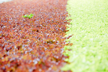 Green and red leaf lettuce growing in industrial greenhouse, close-up view