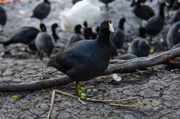 bird