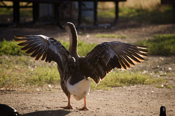 duck