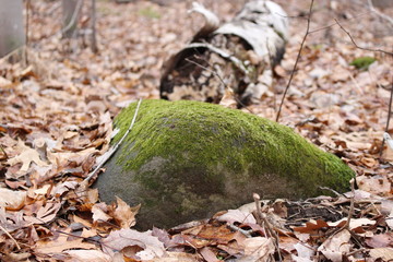 Closeup of moss growing on a rock in the forest or woods