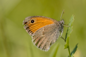 Small heath on vegetation