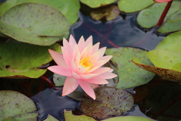 Pink water lily in the pond