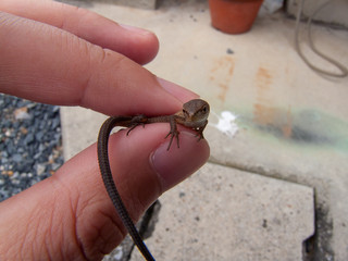 トカゲを持つ人