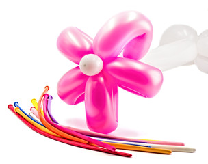 bright pink balloon flower isolated on white background