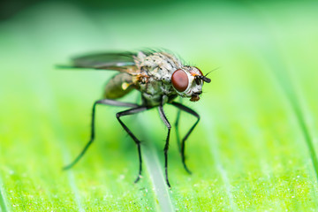 Exotic Drosophila Fruit Fly Diptera Insect on Green Leaf