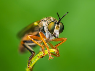 Exotic Assassin or Robber Fly Asilidae Diptera Insect on Green Grass
