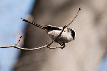Japanese local bird Enaga, Long-tailed Tit. Enaga feeds to babies of  other family.