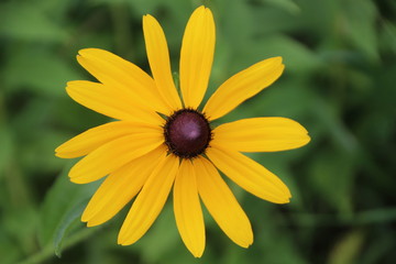 One Bright Yellow Flower