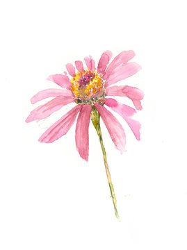 Pink flower on white, watercolor illustrator