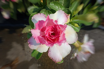 Desert rose flower (Other names are desert rose, Mock Azalea) in national garden (local name) Thailand