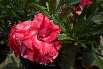 Desert rose flower (Other names are desert rose, Mock Azalea) in national garden (local name) Thailand