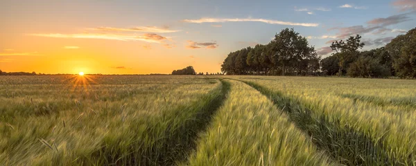 Selbstklebende Fototapete Land Traktorspur im Weizenfeld bei Sonnenuntergang