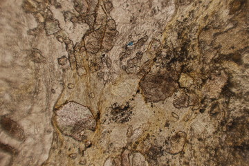 Fragment of rock  observed with two light filters, under a polarizing microscope.