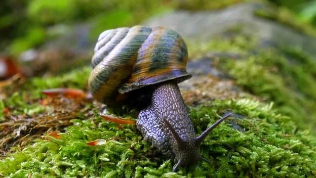 Big Snail in the Tropical Forest