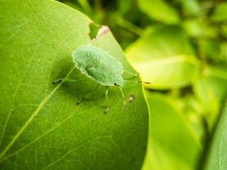 single Palomena prasina on green leaf