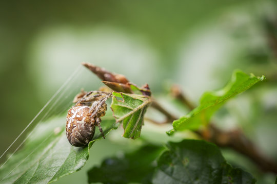 cross spider on leaf