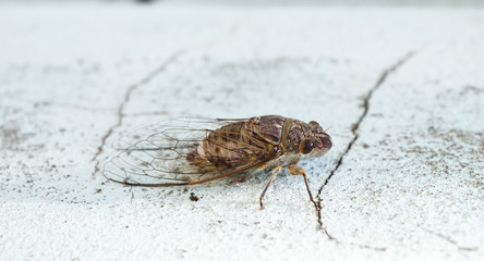 Cicada on gray concrete wall , Tropical Insects of Asia
