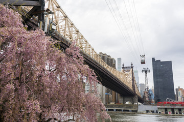 Flower tree blooming in front of Queensboro bridge